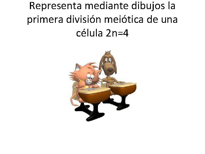 Representa mediante dibujos la primera división meiótica de una célula 2 n=4 