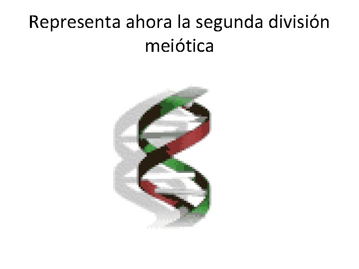 Representa ahora la segunda división meiótica 