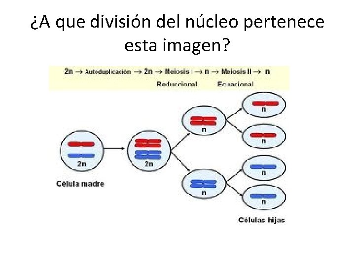 ¿A que división del núcleo pertenece esta imagen? 