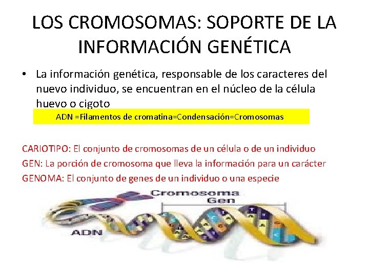 LOS CROMOSOMAS: SOPORTE DE LA INFORMACIÓN GENÉTICA • La información genética, responsable de los