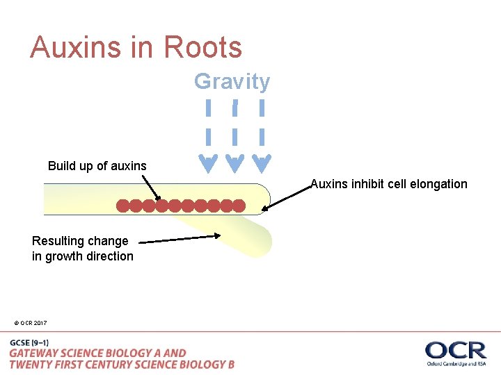 Auxins in Roots Gravity Build up of auxins Auxins inhibit cell elongation Resulting change
