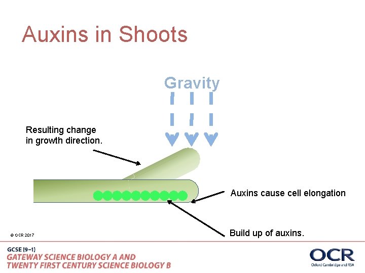 Auxins in Shoots Gravity Resulting change in growth direction. Auxins cause cell elongation ©