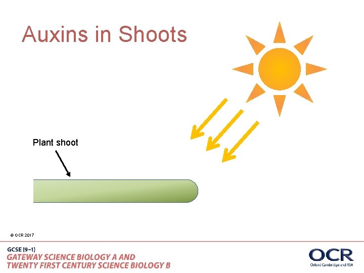 Auxins in Shoots Plant shoot © OCR 2017 