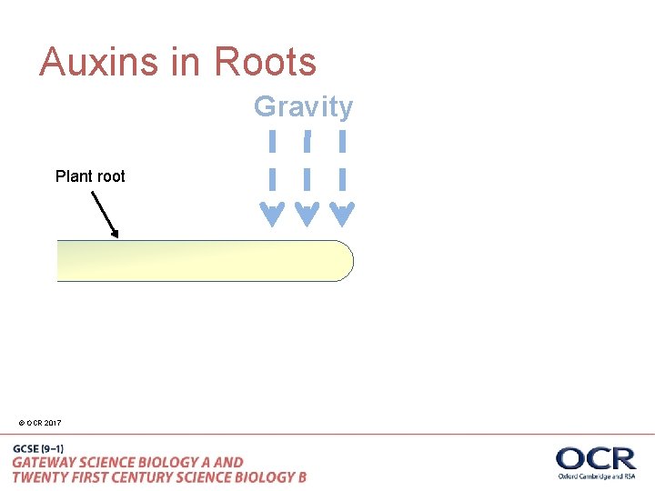 Auxins in Roots Gravity Plant root © OCR 2017 