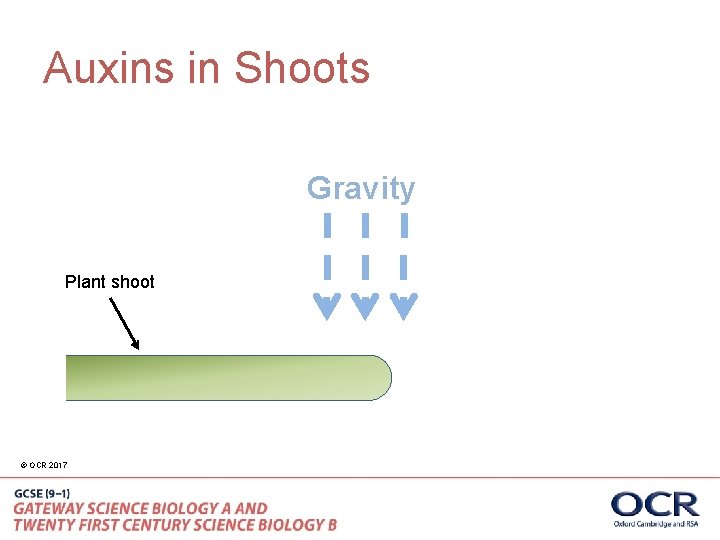 Auxins in Shoots Gravity Plant shoot © OCR 2017 