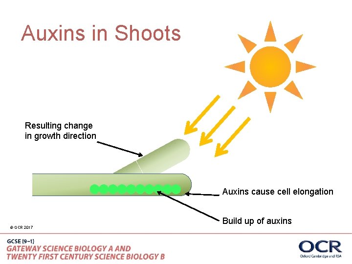 Auxins in Shoots Resulting change in growth direction Auxins cause cell elongation © OCR