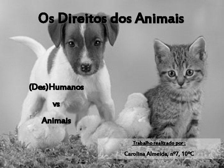 Os Direitos dos Animais (Des)Humanos vs Animais Trabalho realizado por : Carolina Almeida, nº