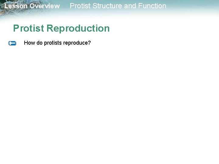 Lesson Overview Protist Structure and Function Lesson Overview