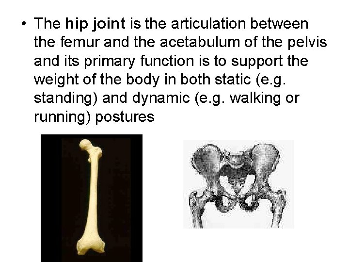  • The hip joint is the articulation between the femur and the acetabulum