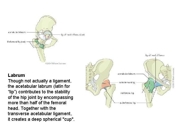 Labrum Though not actually a ligament, the acetabular labrum (latin for “lip”) contributes to