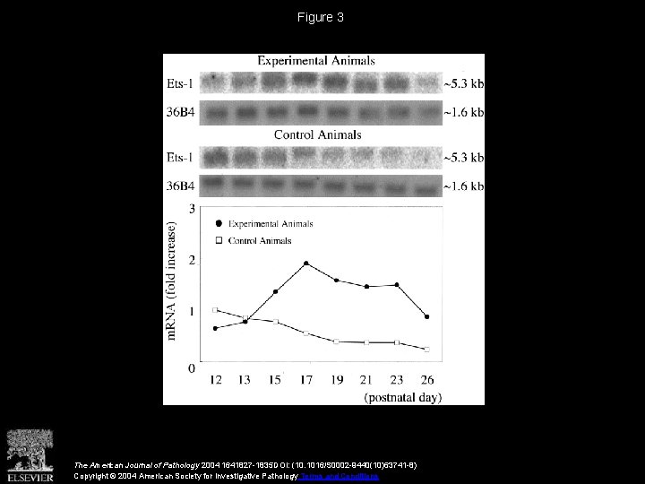 Figure 3 The American Journal of Pathology 2004 1641827 -1835 DOI: (10. 1016/S 0002