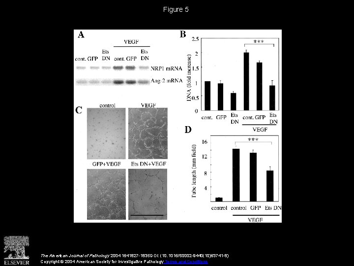 Figure 5 The American Journal of Pathology 2004 1641827 -1835 DOI: (10. 1016/S 0002