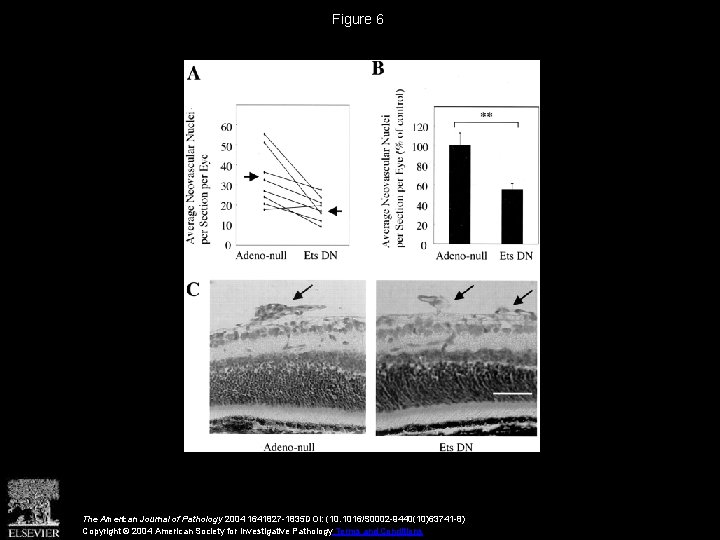 Figure 6 The American Journal of Pathology 2004 1641827 -1835 DOI: (10. 1016/S 0002