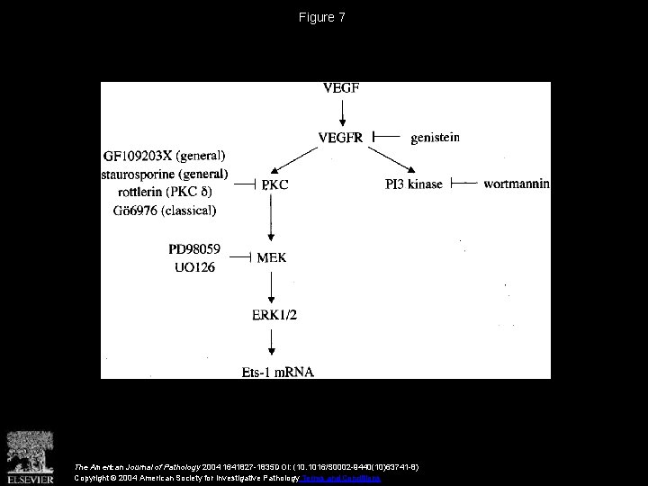 Figure 7 The American Journal of Pathology 2004 1641827 -1835 DOI: (10. 1016/S 0002 Figure 7 The American Journal of Pathology 2004 1641827 -1835 DOI: (10. 1016/S 0002
