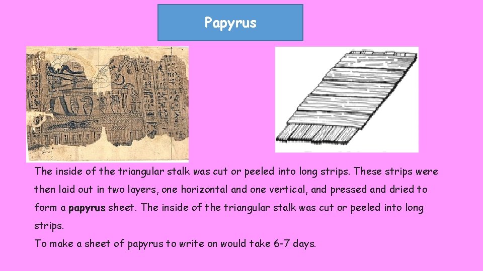 Papyrus The inside of the triangular stalk was cut or peeled into long strips.