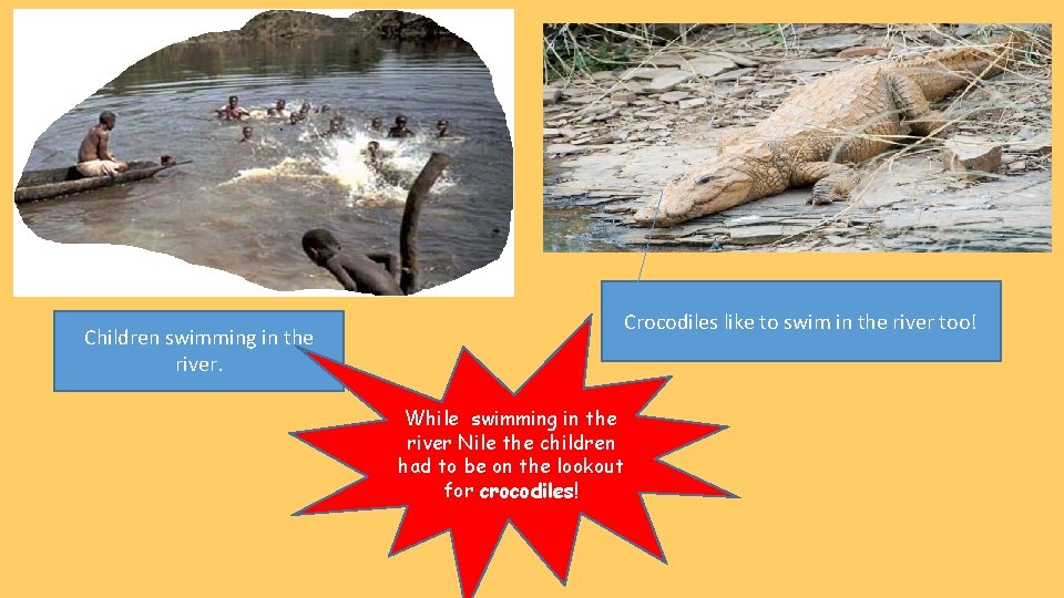 Crocodiles like to swim in the river too! Children swimming in the river. While