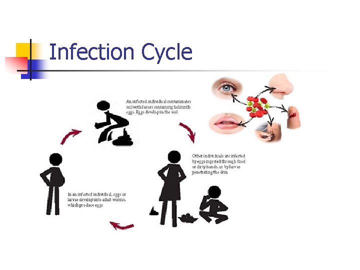 Infection Cycle 