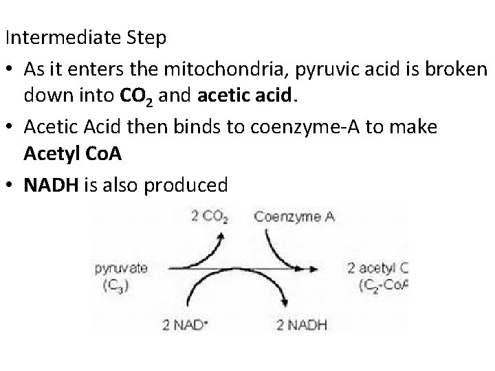 Intermediate Step • As it enters the mitochondria, pyruvic acid is broken down into