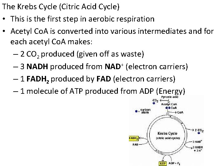 The Krebs Cycle (Citric Acid Cycle) • This is the first step in aerobic