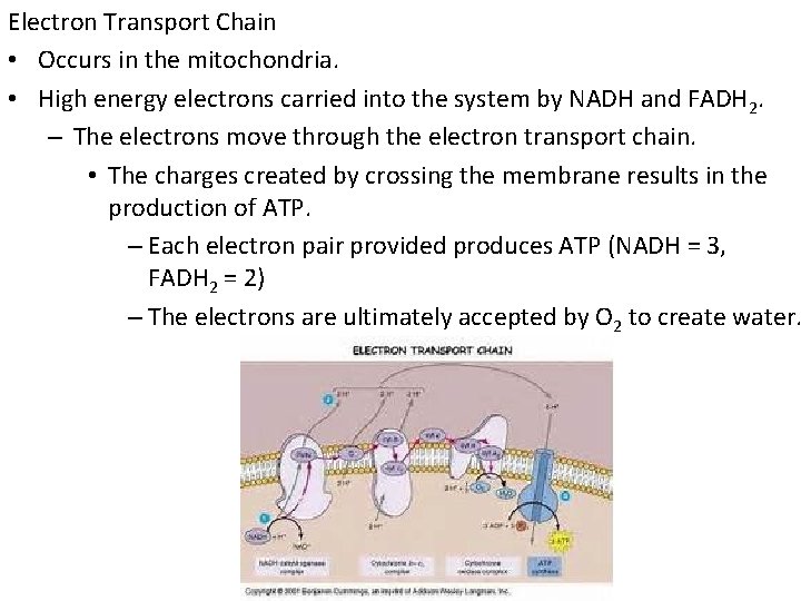 Electron Transport Chain • Occurs in the mitochondria. • High energy electrons carried into