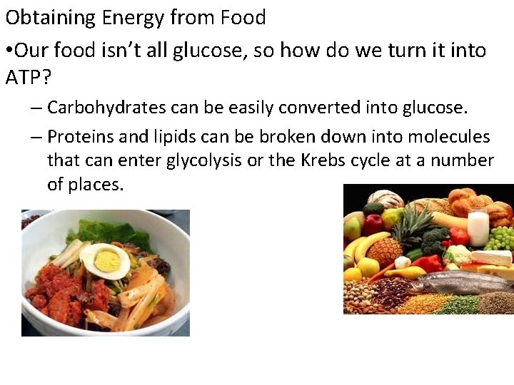 Obtaining Energy from Food • Our food isn’t all glucose, so how do we