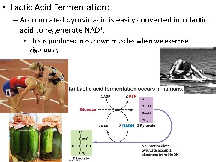  • Lactic Acid Fermentation: – Accumulated pyruvic acid is easily converted into lactic