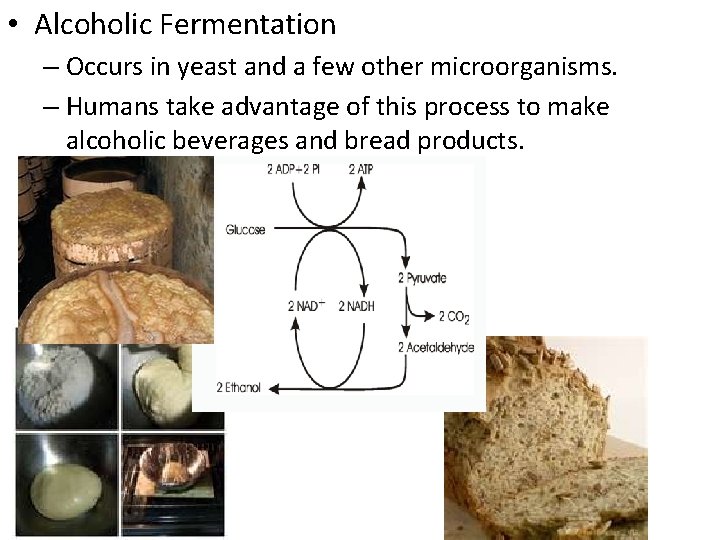  • Alcoholic Fermentation – Occurs in yeast and a few other microorganisms. –