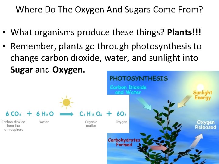 Where Do The Oxygen And Sugars Come From? • What organisms produce these things?
