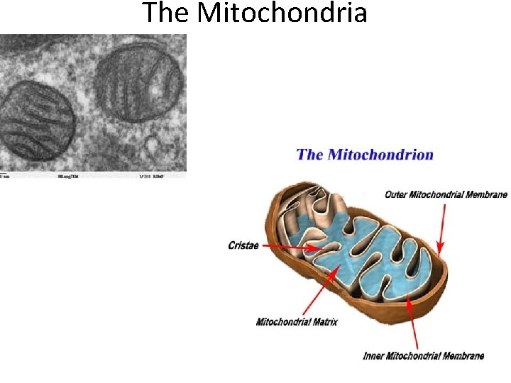 The Mitochondria 