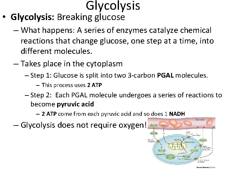 Glycolysis • Glycolysis: Breaking glucose – What happens: A series of enzymes catalyze chemical