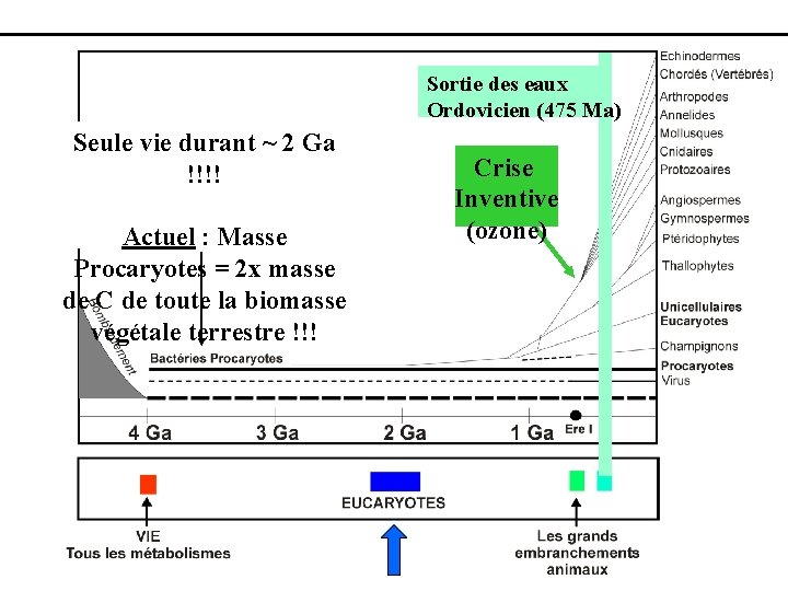 Sortie des eaux Ordovicien (475 Ma) Seule vie durant ~ 2 Ga !!!! Actuel