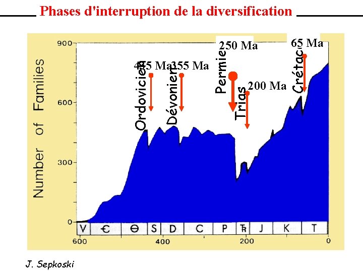Phases d'interruption de la diversification J. Sepkoski 200 Ma 65 Ma Crétacé Dévonien Ordovicien