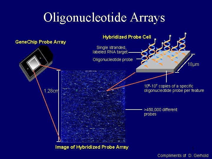 Oligonucleotide Arrays Gene. Chip Probe Array Hybridized Probe Cell Single stranded, labeled RNA target