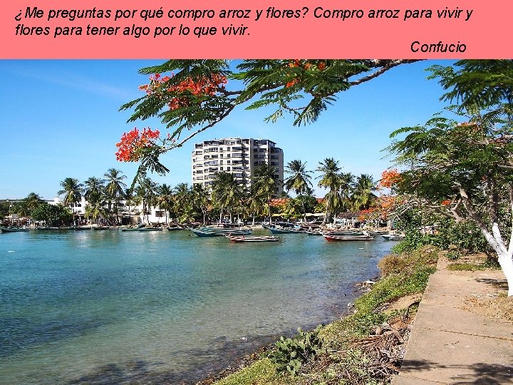 ¿Me preguntas por qué compro arroz y flores? Compro arroz para vivir y flores