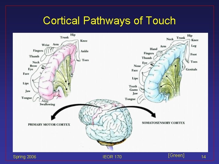 Cortical Pathways of Touch Spring 2006 IEOR 170 [Green] 14 