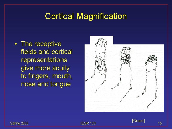 Cortical Magnification • The receptive fields and cortical representations give more acuity to fingers,