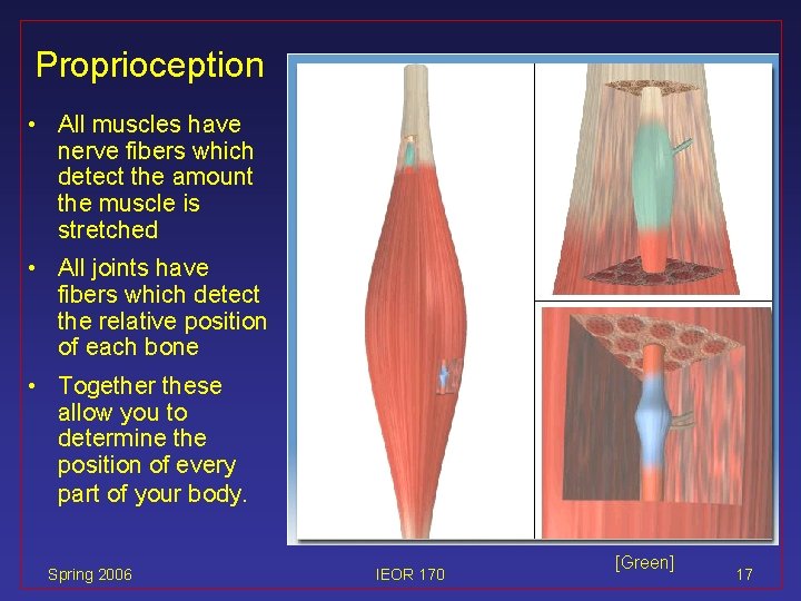 Proprioception • All muscles have nerve fibers which detect the amount the muscle is