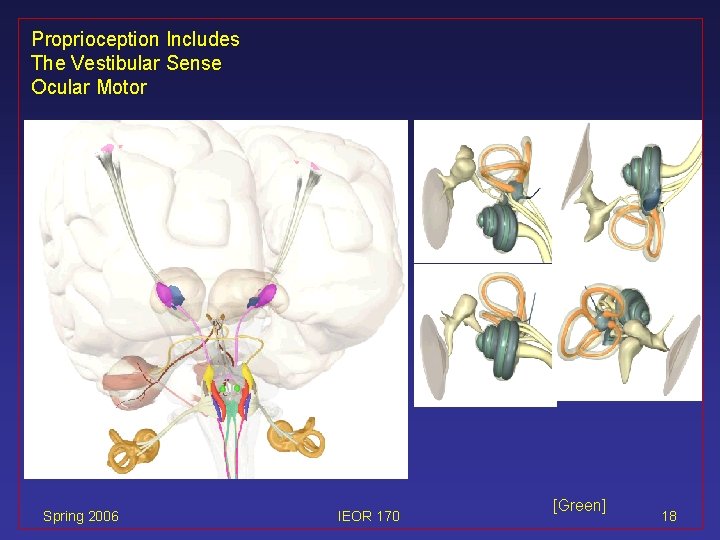 Proprioception Includes The Vestibular Sense Ocular Motor Spring 2006 IEOR 170 [Green] 18 