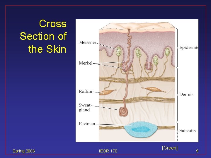 Cross Section of the Skin Spring 2006 IEOR 170 [Green] 9 