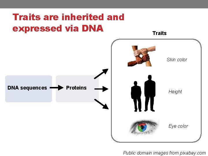 Traits are inherited and expressed via DNA Traits Skin color DNA sequences Proteins Height