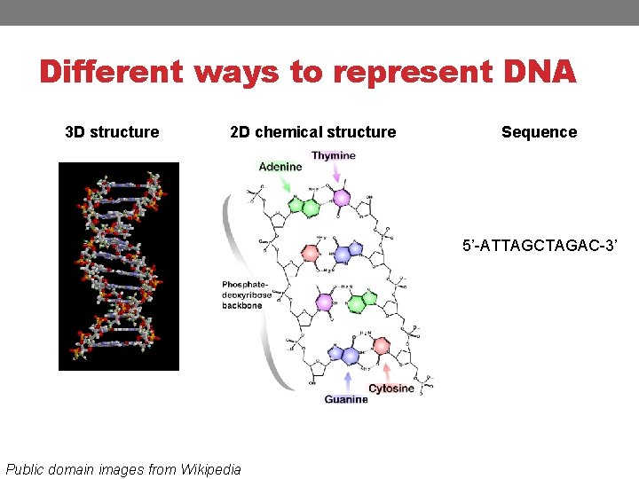 Different ways to represent DNA 3 D structure 2 D chemical structure Sequence 5’-ATTAGCTAGAC-3’