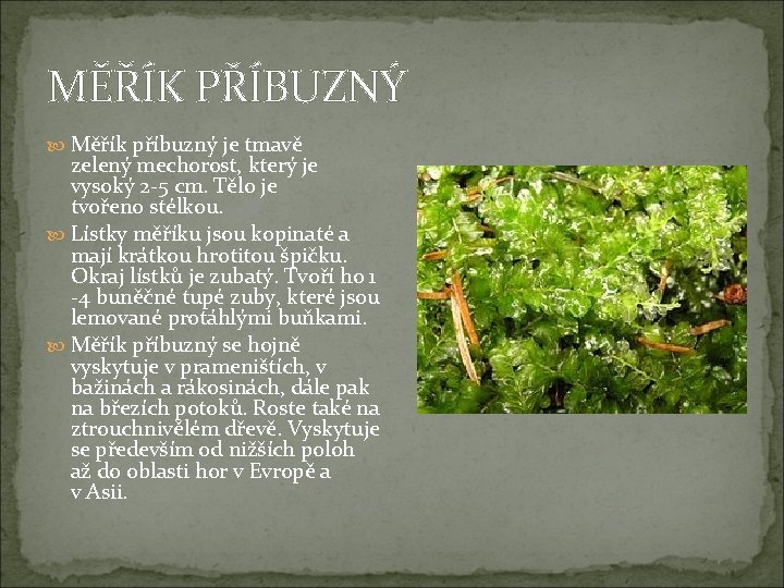 MĚŘÍK PŘÍBUZNÝ Měřík příbuzný je tmavě zelený mechorost, který je vysoký 2 -5 cm.