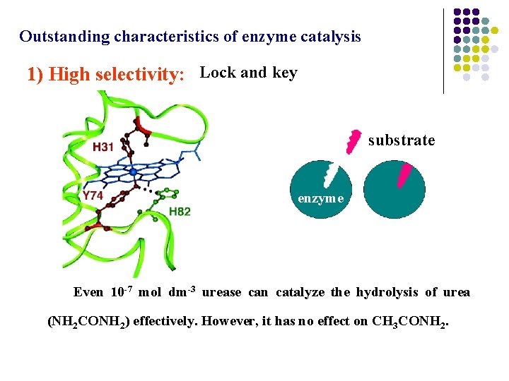 Outstanding characteristics of enzyme catalysis 1) High selectivity: Lock and key substrate enzyme Even