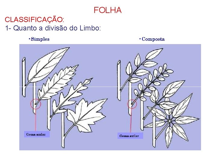 FOLHA CLASSIFICAÇÃO: 1 - Quanto a divisão do Limbo: 