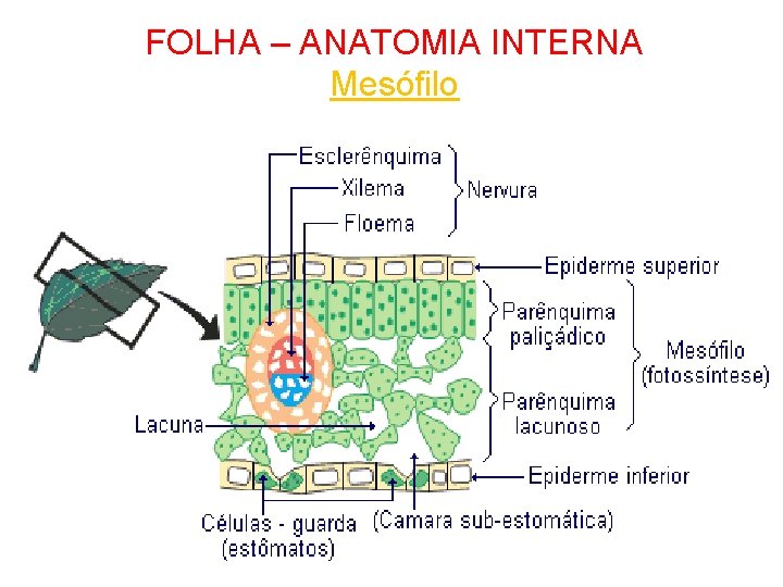 FOLHA – ANATOMIA INTERNA Mesófilo 