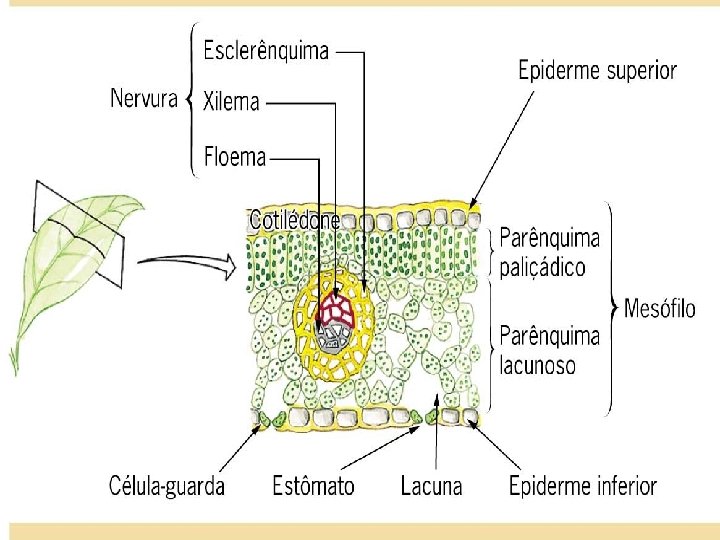 FOLHA – ANATOMIA INTERNA 