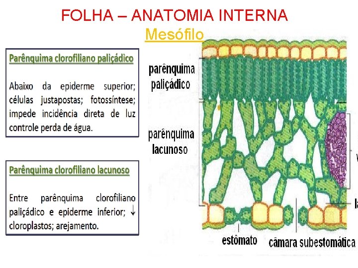 FOLHA – ANATOMIA INTERNA Mesófilo 