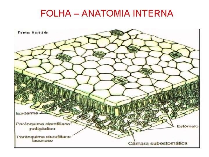 FOLHA – ANATOMIA INTERNA 