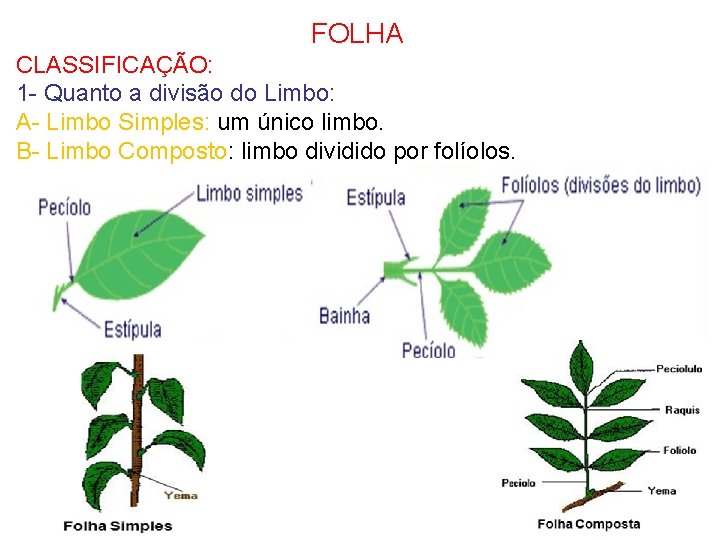 FOLHA CLASSIFICAÇÃO: 1 - Quanto a divisão do Limbo: A- Limbo Simples: um único