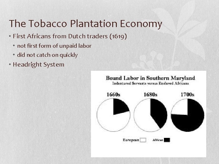 The Tobacco Plantation Economy • First Africans from Dutch traders (1619) • not first